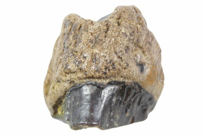 Fossil Dinosaur (Triceratops) Shed Tooth - Wyoming #357036